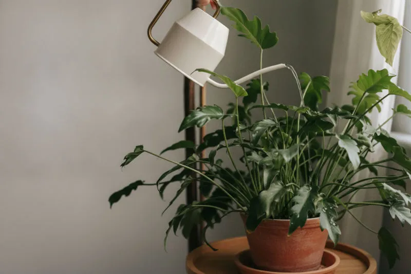 Quale acqua usare per le tue piante d'appartamento: rubinetto, piovana, distillata