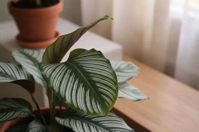 Calathea: perché fa così tanti drammi (e come tenerla felice)