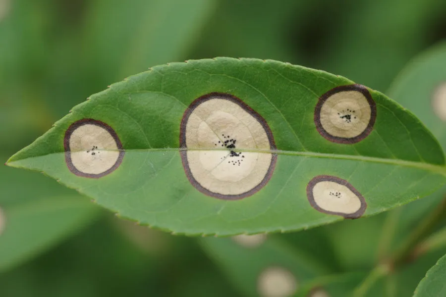 Anthracnose