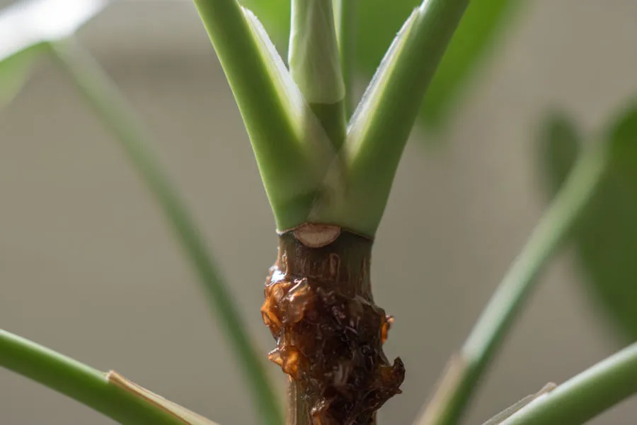 Bacterial soft rot