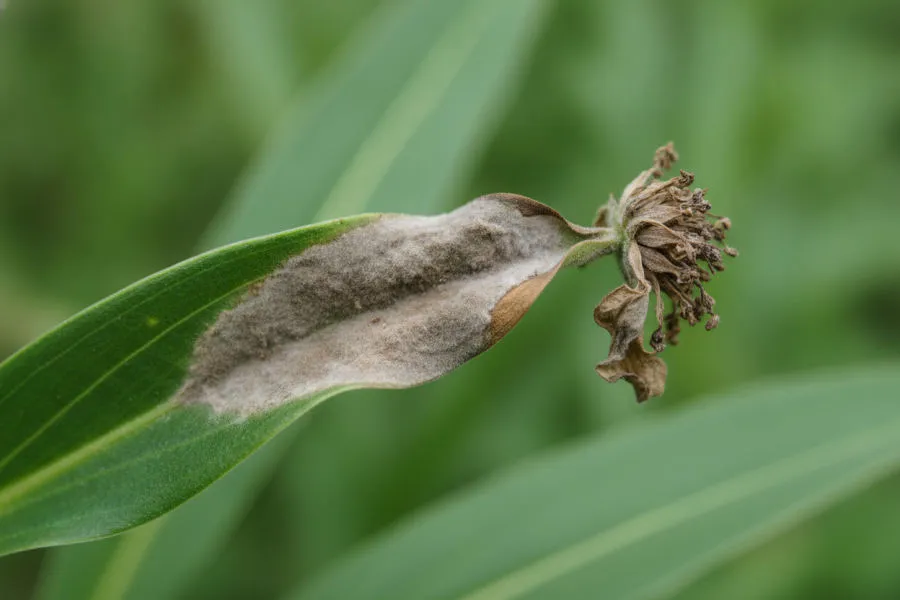 Grey mould