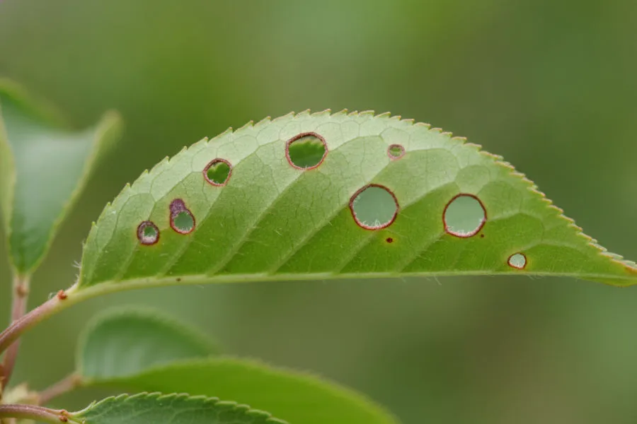 Shot hole disease