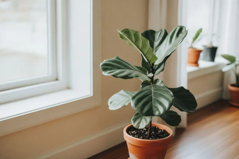 Deinen Ficus pflegen: lyrata, benjamina oder Kautschukbaum