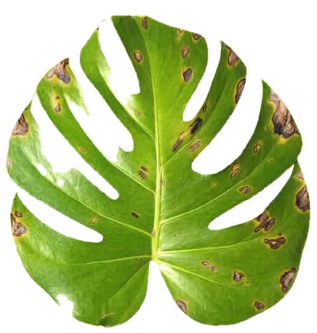 Täplikäs, kellastuva monsteran lehti