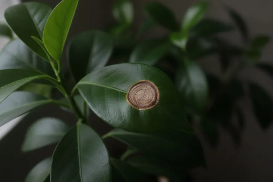 No flowering