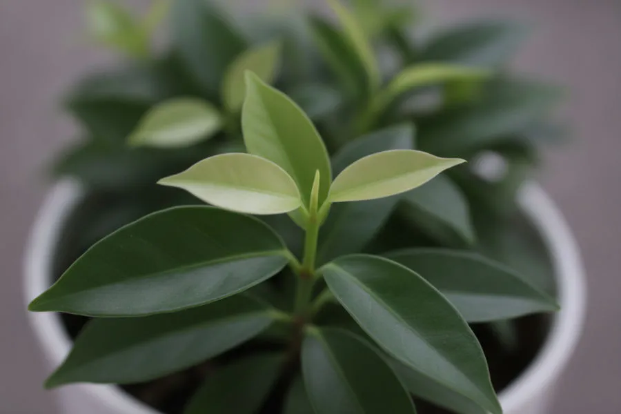 Pale leaves or lost variegation