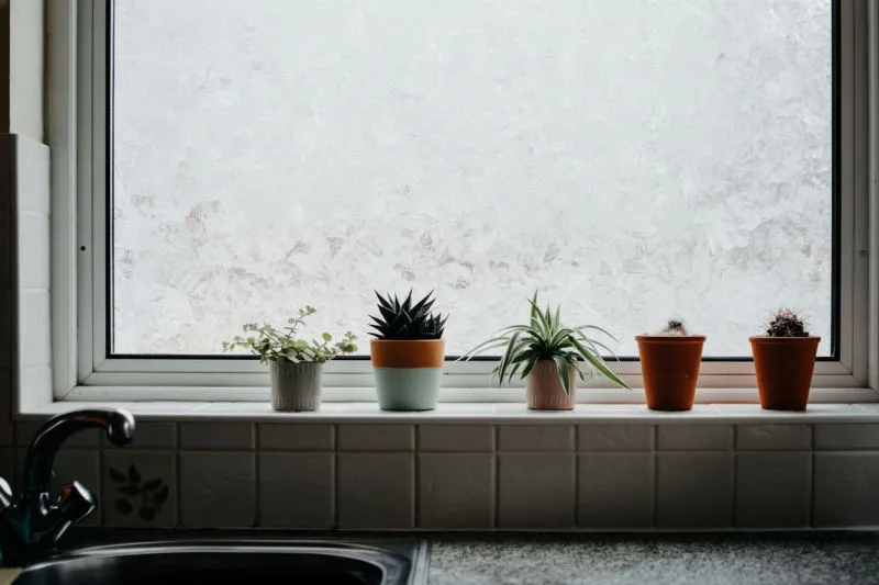 Far svernare le piante d'appartamento: cosa fare (e cosa evitare)