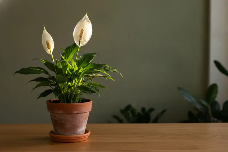 Spatifillo: la guida completa allo Spathiphyllum