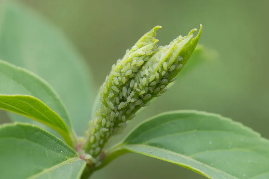 Aphids