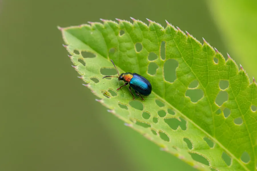Flea beetles