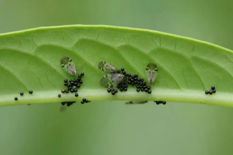 Lace bug