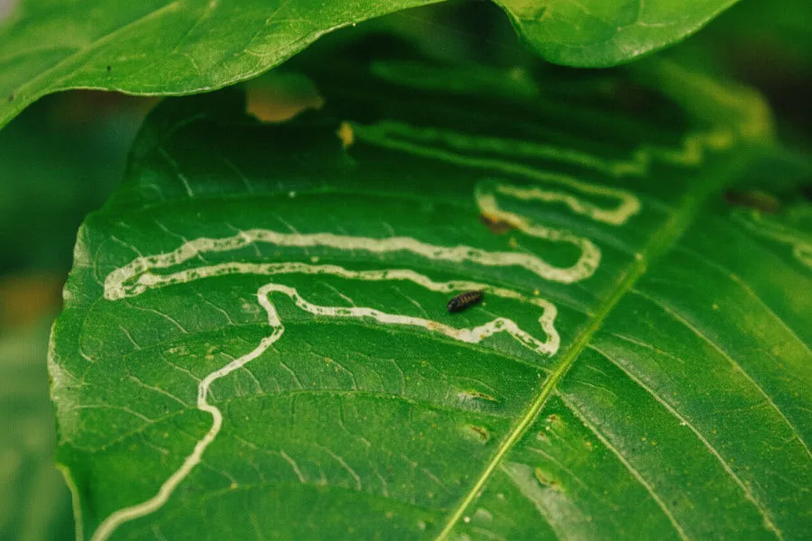 Leaf miners