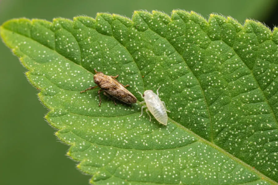 Leafhoppers