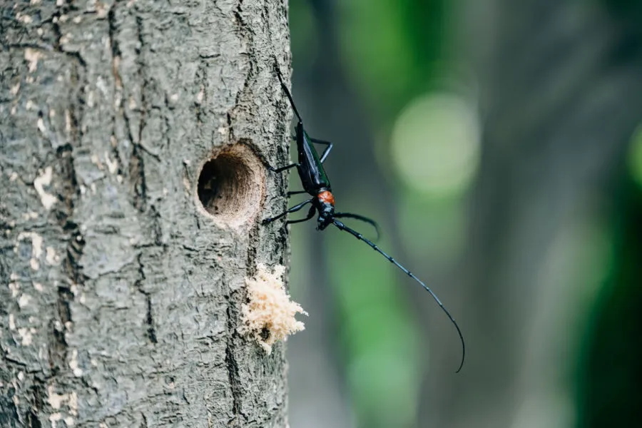 Longhorn beetles and borers