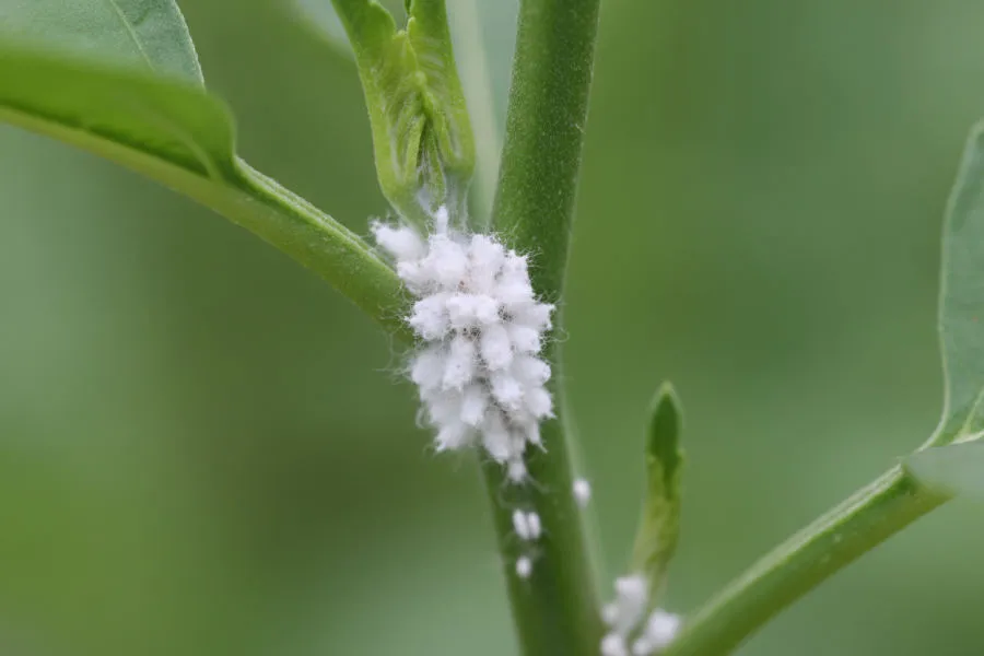 Mealybugs