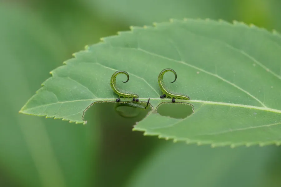 Sawfly larvae