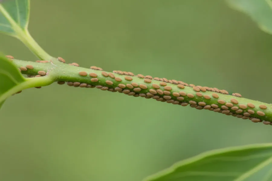 Scale insects