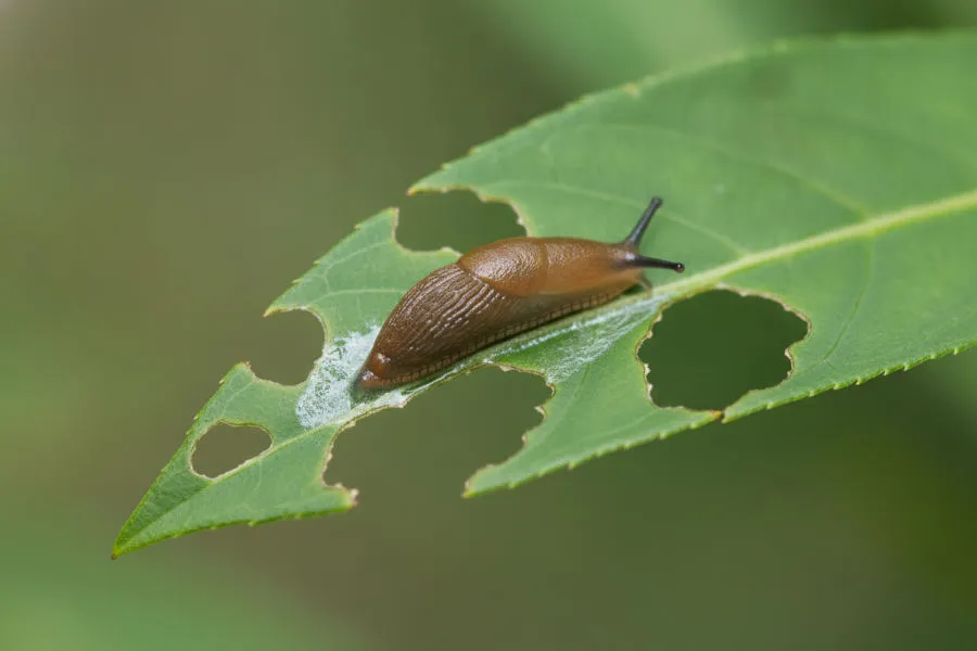 Slugs and snails