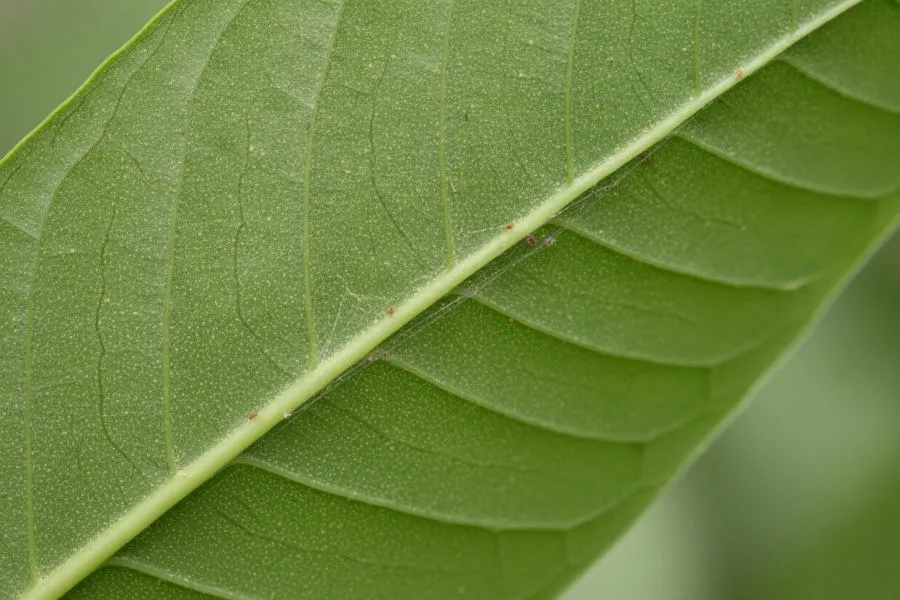 Spider mites