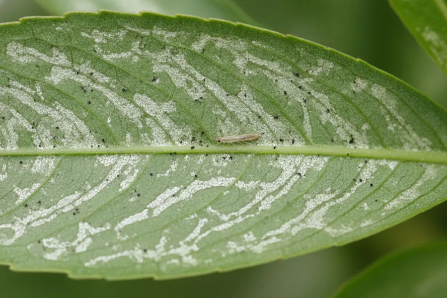 Thrips