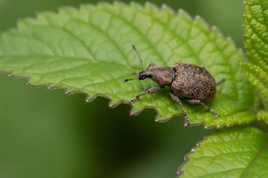 Vine weevil