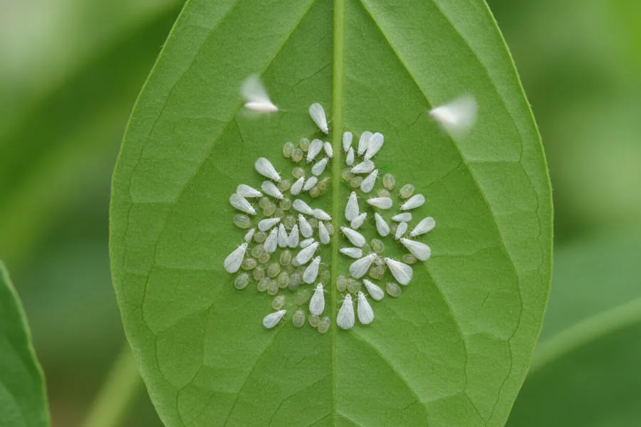 Whitefly