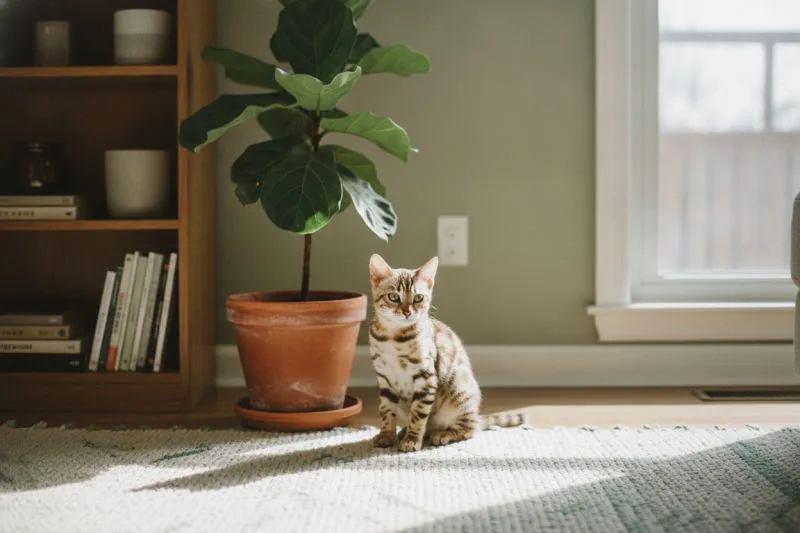 Piante d'appartamento sicure per cani e gatti, la lista affidabile