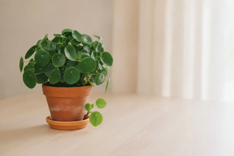 Pilea peperomioides: la guida completa alla pianta delle monete cinese