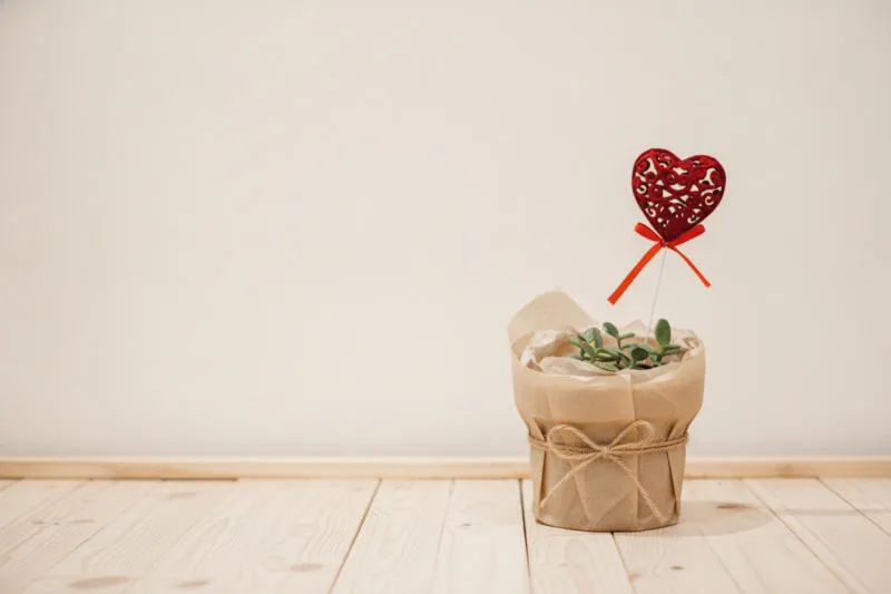 Quale pianta regalare: la guida senza errori