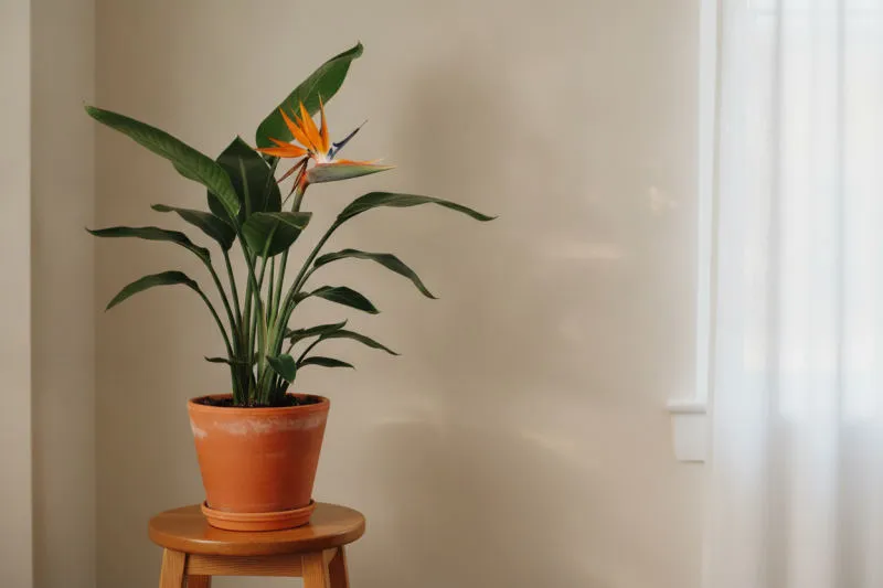 Strelitzia: la guida completa all'uccello del paradiso