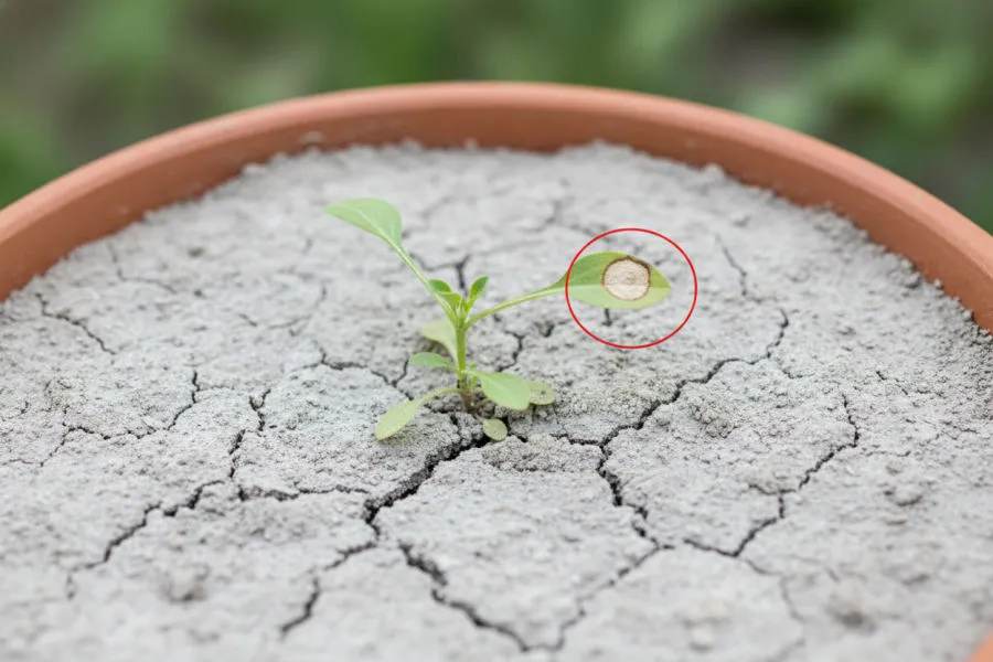 Exhausted soil