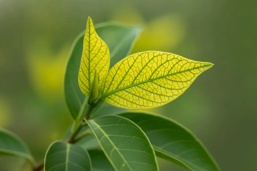 Iron deficiency (chlorosis)
