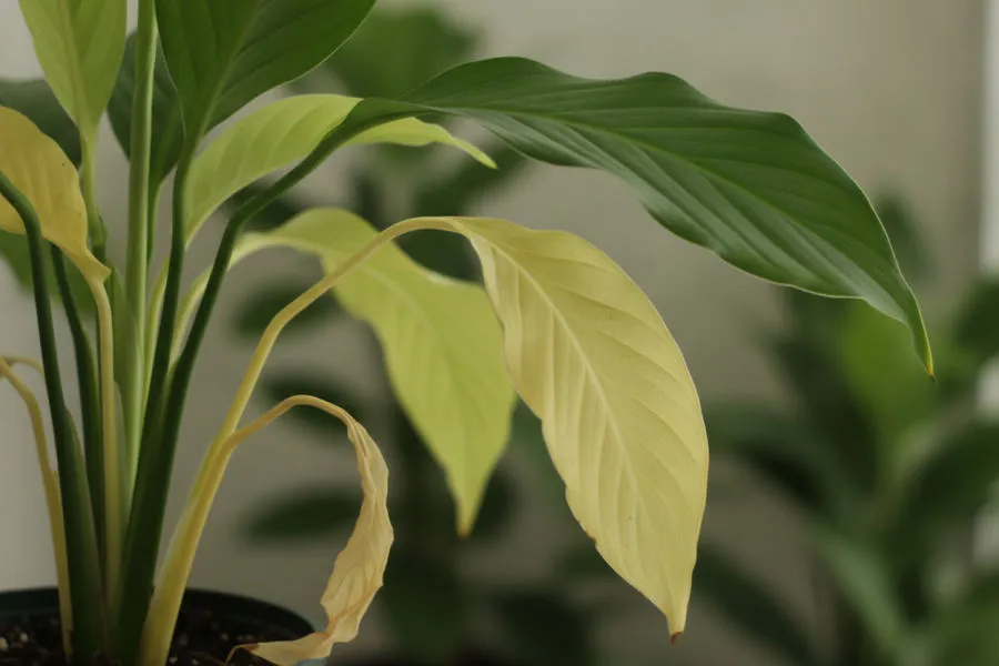 Nitrogen deficiency
