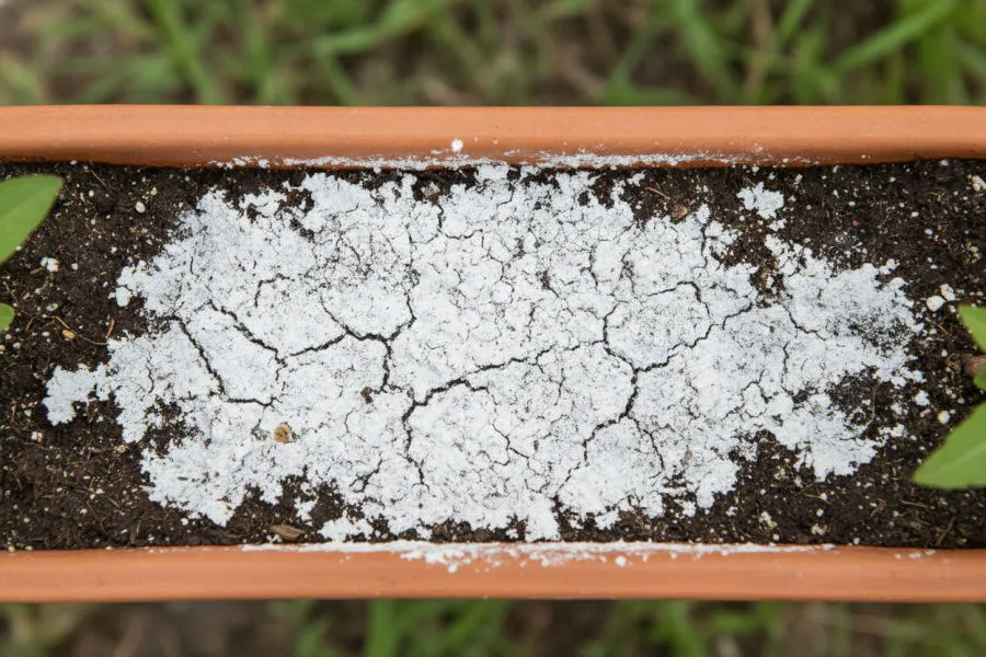 Mineral salt crust