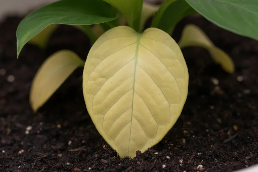 Yellowing leaves