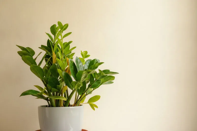 ZZ Plant: la guida completa a Zamioculcas zamiifolia